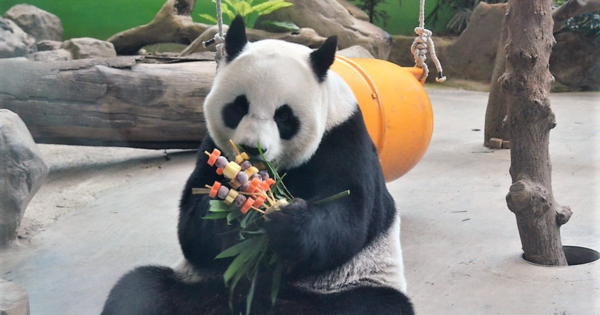 Gấu trúc hấp hối, Đài Loan mời chuyên gia thú y Trung Quốc sang thăm khám