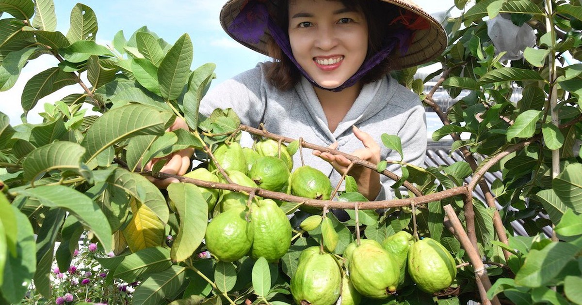 Dịch Covid-19 ở nhà trồng cây sân thượng mà trái ra muốn gãy cành