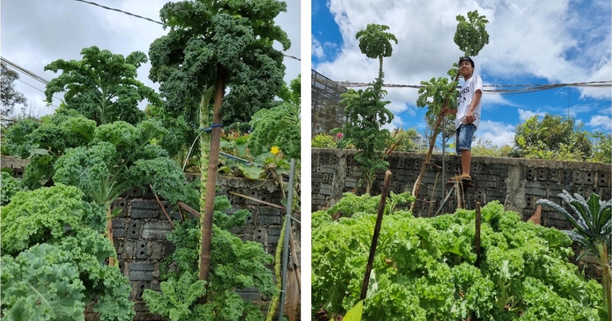 Ngỡ ngàng với mẹ trẻ trồng rau cao hơn 3 mét phải bắc thang để hái