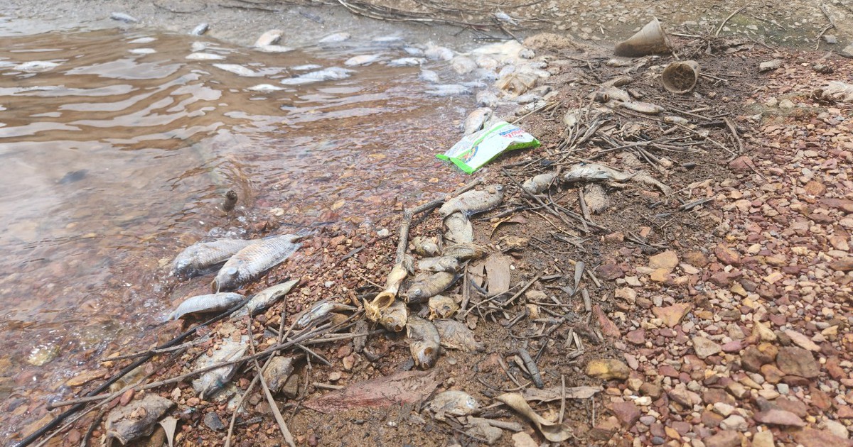 Cá diếc, rô phi chết trong hồ cấp nước cho 47.000 hộ dân ở Hà Tĩnh