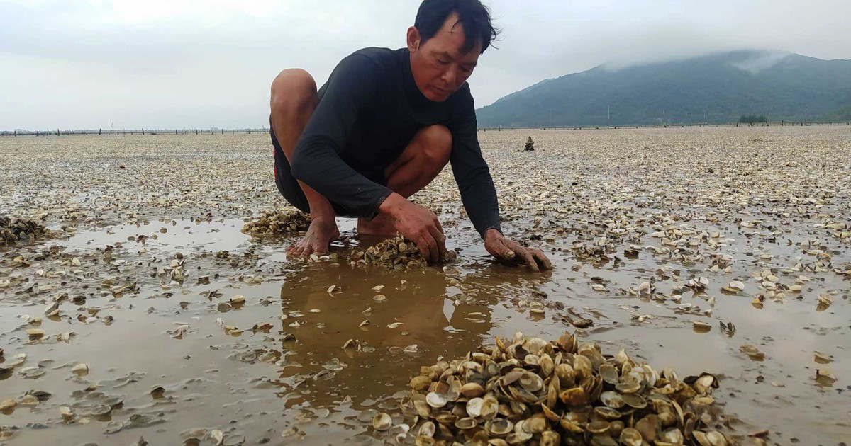 Hà Tĩnh: Xác định nguyên nhân khiến ngao nuôi chết hàng loạt