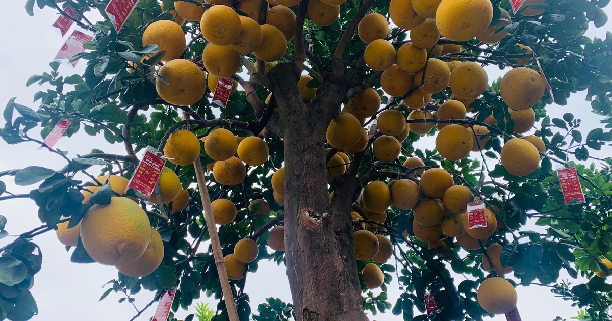 Cận cảnh cây bưởi bonsai 90 triệu đồng ở Hưng Yên