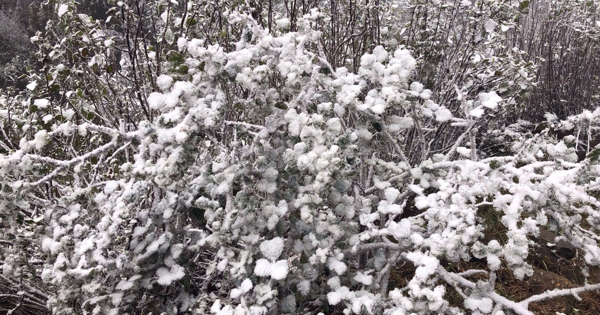 Tuyết rơi tại Sa Pa, băng giá phủ trắng núi rừng Phia Oắc