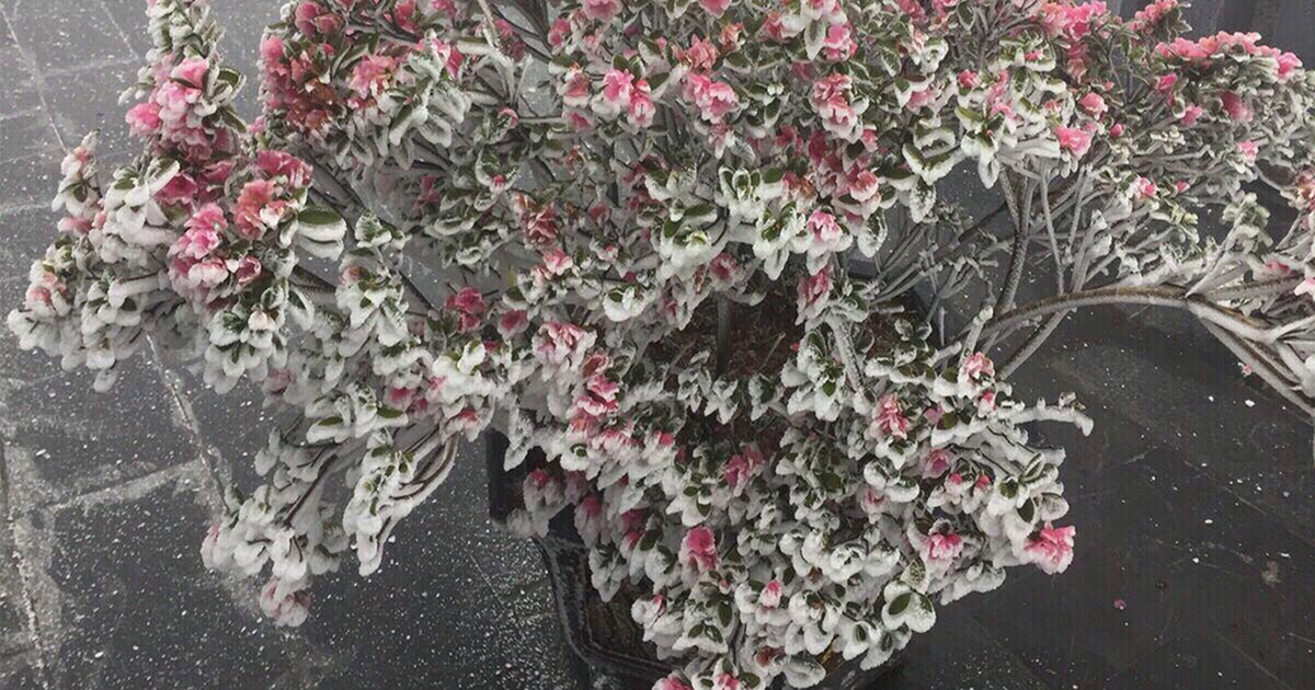 Vùng núi Fansipan xuất hiện băng giá hiếm gặp trong tháng 4