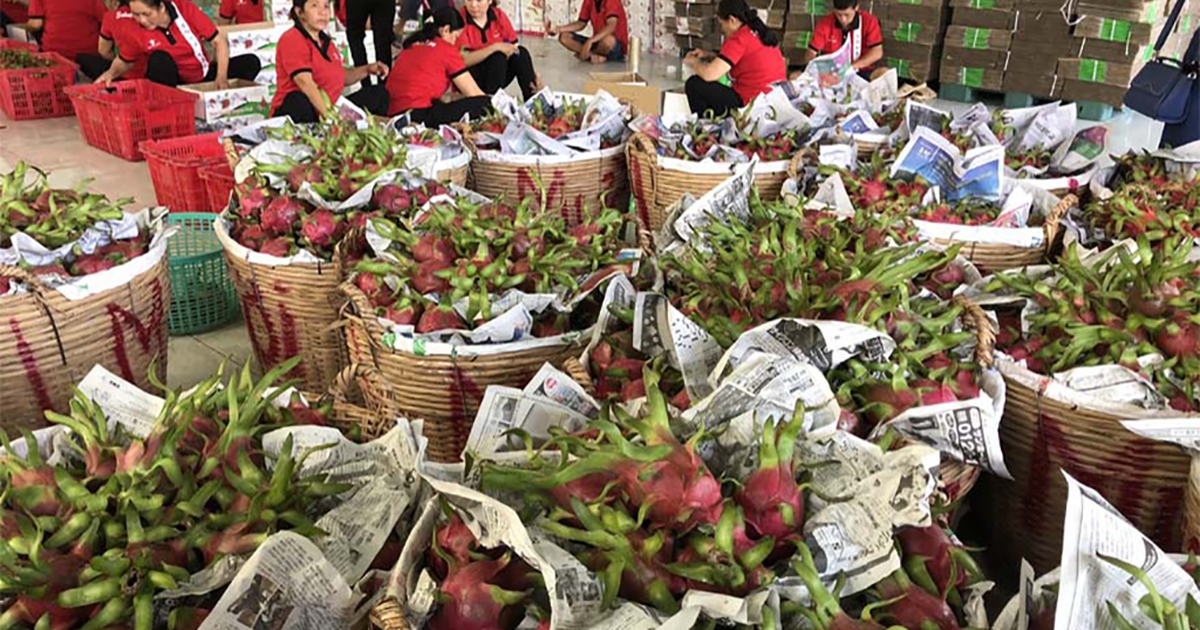 Bộ NN-PTNT nói gì về thông tin nông sản xuất khẩu sang Trung Quốc nhiễm SARS-CoV-2?