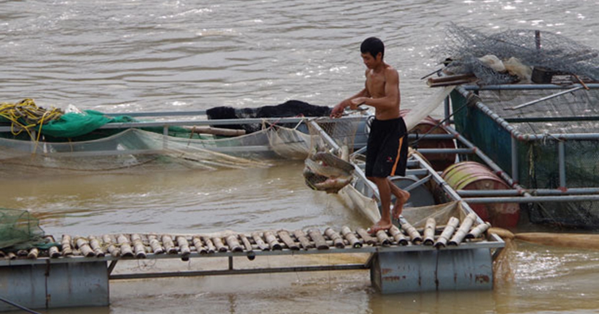 Tiền tỉ trôi sông khi thuỷ điện xả lũ