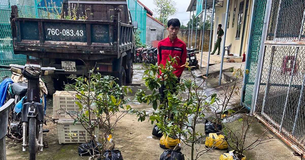 Quảng Ngãi: Bắt kẻ trộm 15 cây mai kiểng