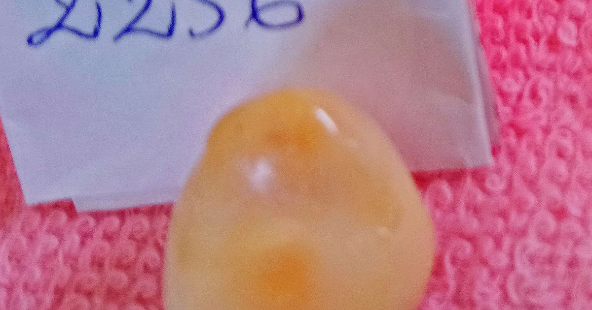 Ngư dân phát hiện viên ngọc quý hiếm trong ốc biển