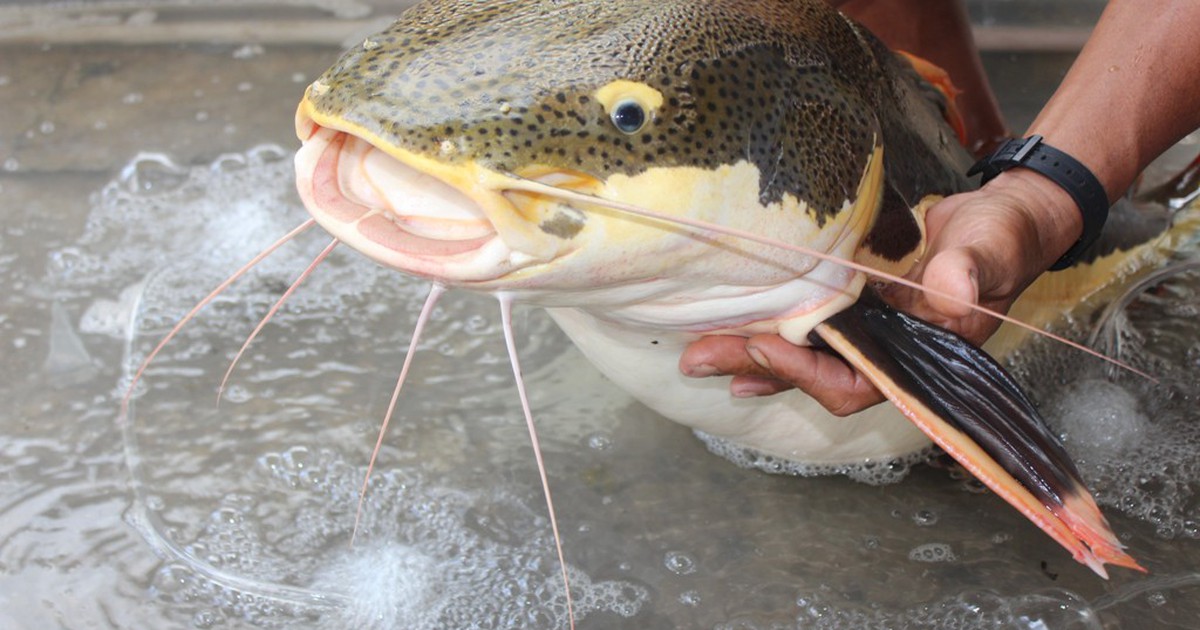 Cá hồng vỹ quý hiếm bắt được lúc tát ao khiến chủ nhà bất ngờ