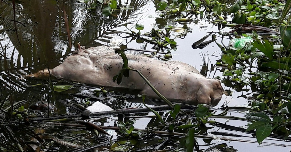 Bạc Liêu xuất hiện tình trạng vứt lợn chết xuống sông