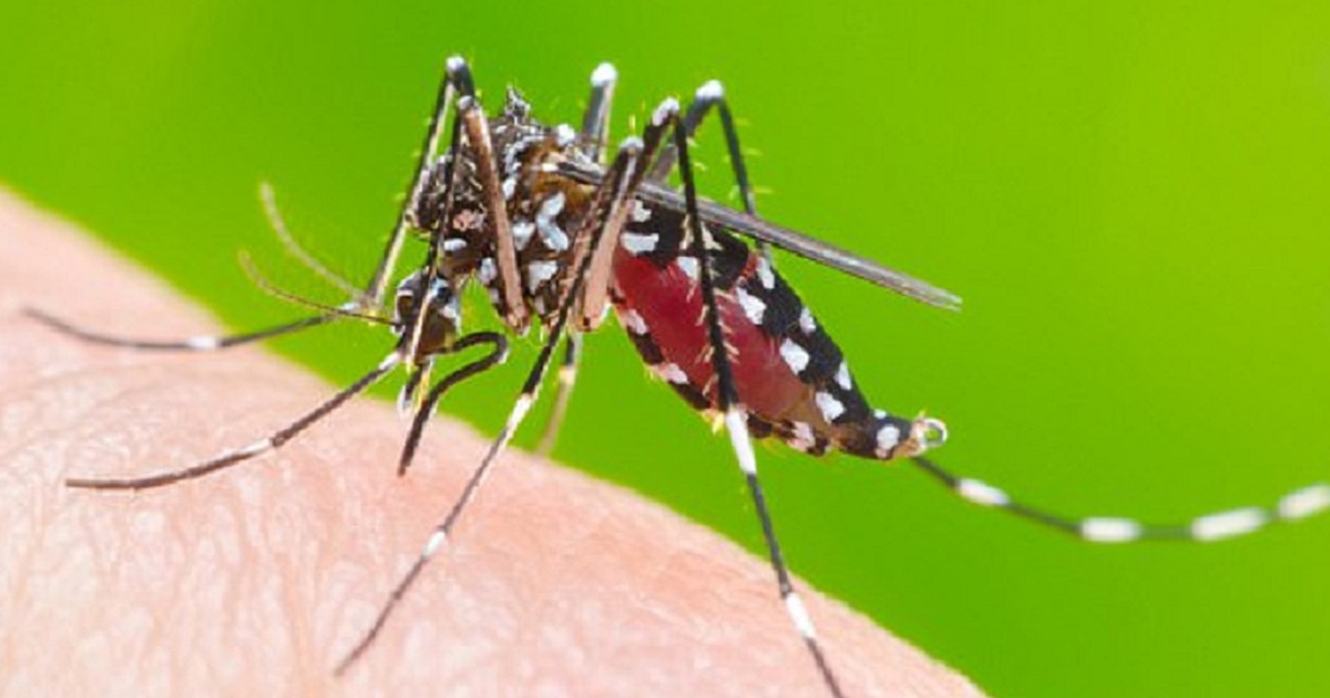 Nhiều nơi ghi nhận muỗi sốt rét kháng hóa chất