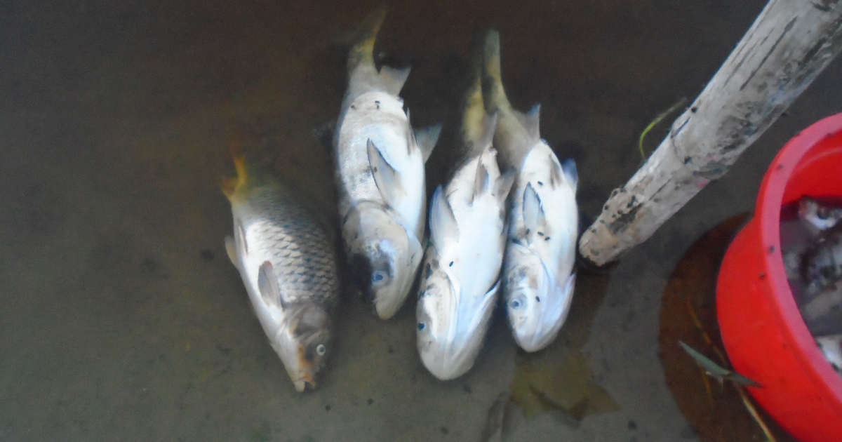 Cá chết hàng loạt tại hồ nhận nước thải trực tiếp từ nhà máy dệt nhuộm