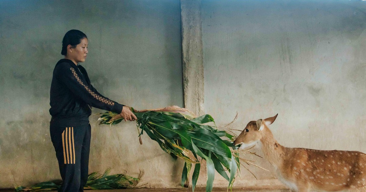 Gái nhà nông làm giàu bằng nuôi 'thú lạ' chỉ để cưa sừng