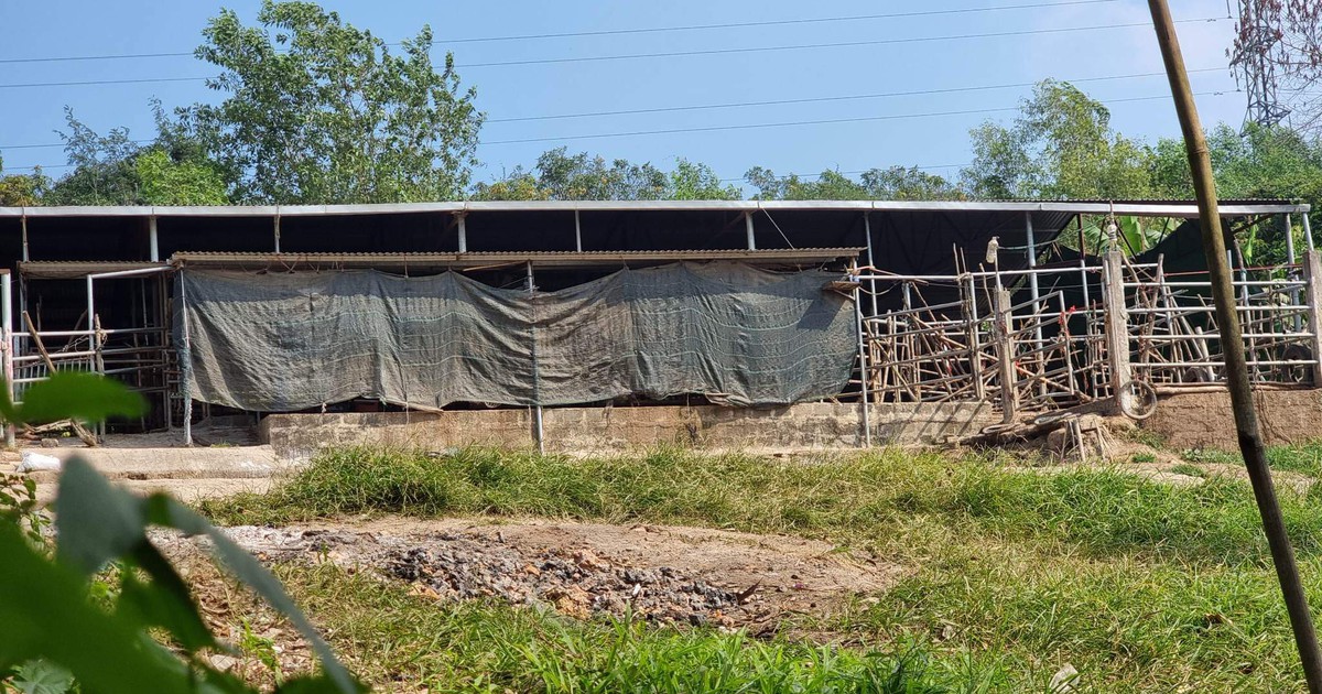 Quảng Trị: doanh nghiệp dừng nhập bò qua biên giới