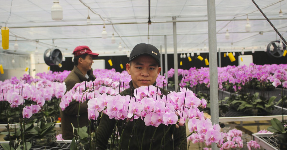 Giữa lưng chừng đèo Sa Mù, lan hồ điệp bung nở... chuẩn bị xuống núi đón xuân