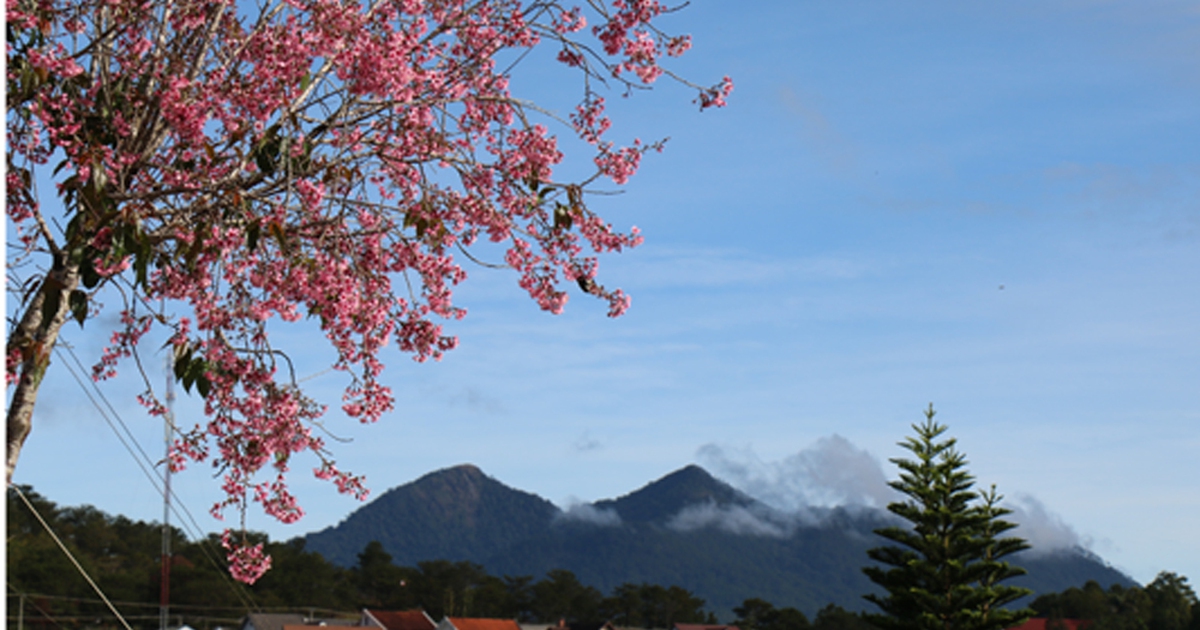 Mai anh đào rực hồng phố núi Đà Lạt