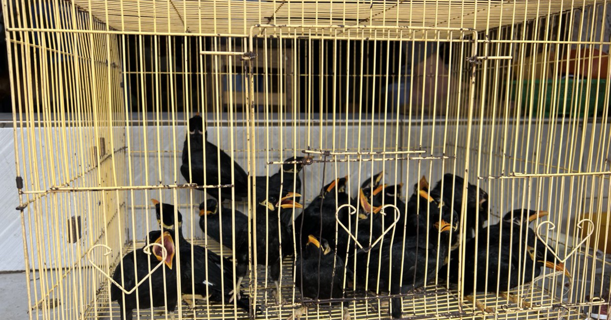 Tây Ninh: Bắt giữ vụ tàng trữ, mua bán 19 cá thể chim nhồng quý hiếm