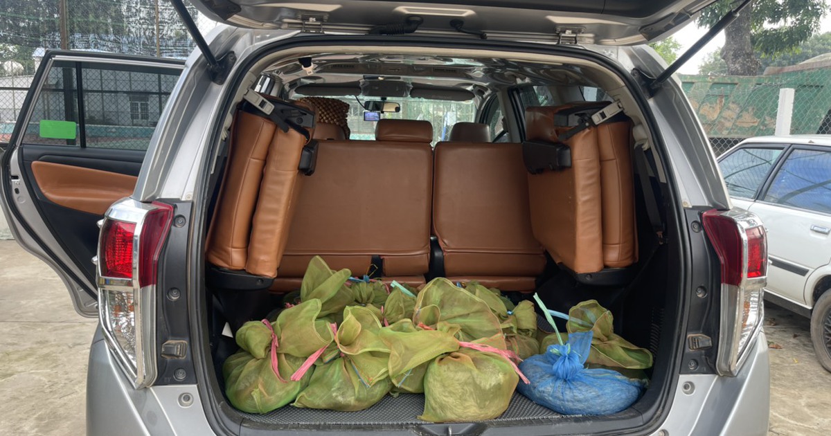 Tây Ninh: Bắt vụ vận chuyển trái phép 30 cá thể chồn hương bằng ô tô