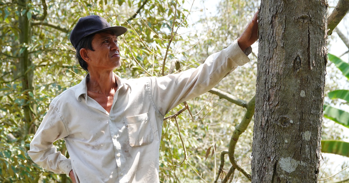 Vườn miền Tây trong thiên tai xâm nhập mặn: 37 tỉ chở nước cứu, cây vẫn chết