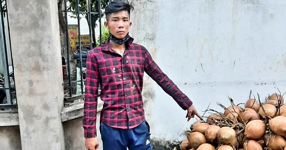 Bến Tre: Chặt trộm 600 trái dừa tươi đem đi bán, bị công an tạm giữ
