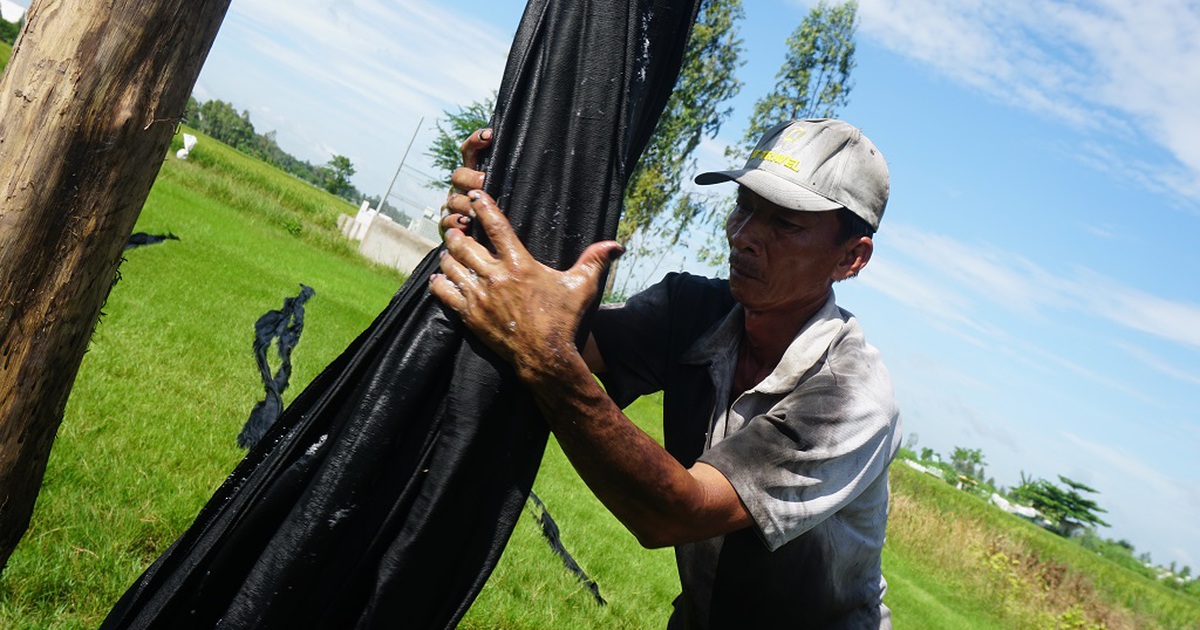 Giữ hồn lãnh Mỹ A: Mặc nưa bị đốn bỏ, 'dân bàn tay đen' thắt lòng