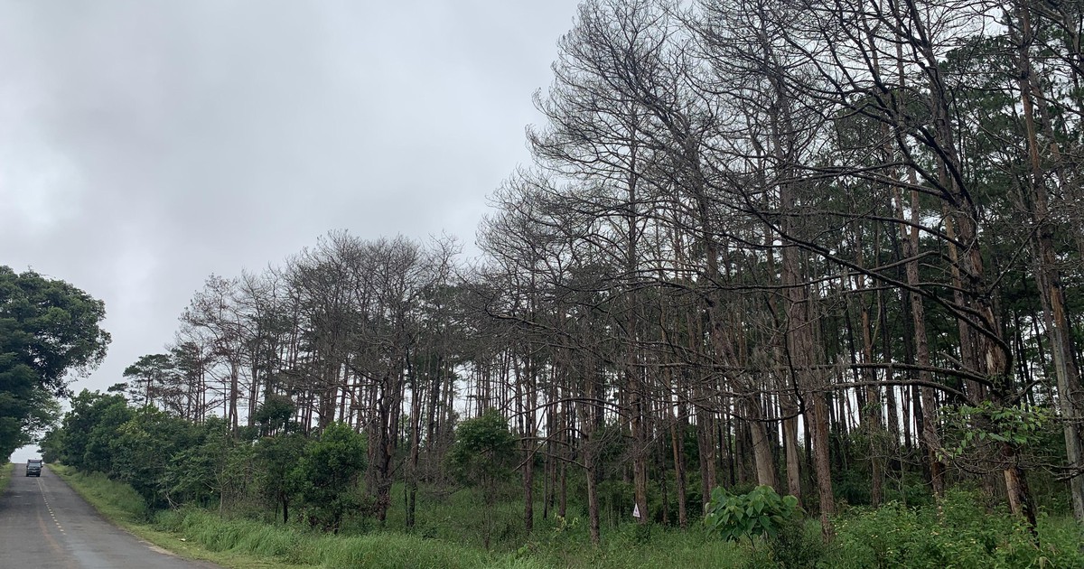 Đắk Nông: Cưa hạ hơn 6.700 cây thông chết ven QL14 và QL28