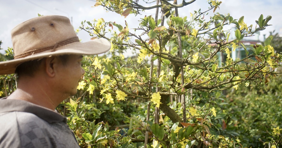 Bình Định: Mai kiểng nở sớm, nhà vườn thấp thỏm