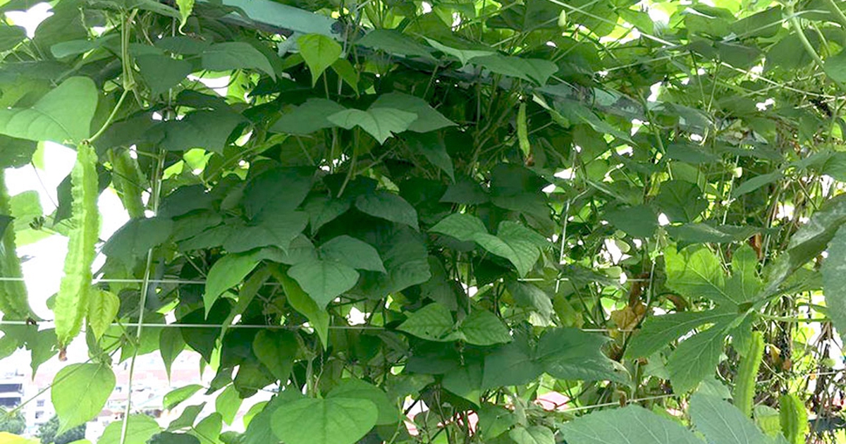 Mê mẩn vườn rau xanh mơn mởn của cư dân Phú Mỹ Hưng