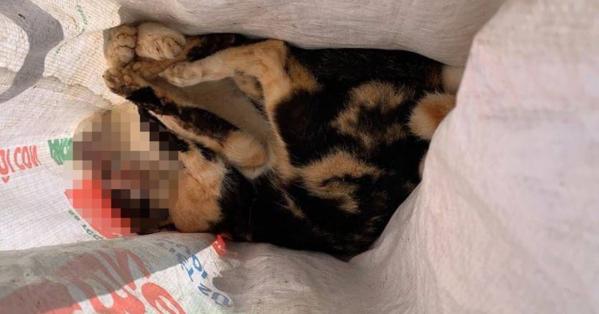 Hàng chục con chó, mèo chết trong một thôn, nghi bị 'cẩu tặc' đánh bả