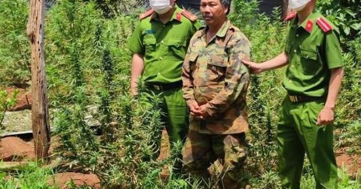 Đắk Lắk: Triệt phá đường dây trồng cần sa quy mô lớn, bao tiêu sản phẩm