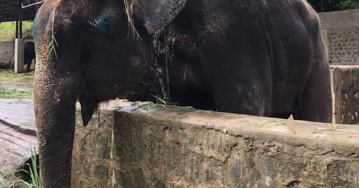 Cứu hộ thêm một voi nhà, đưa về chăm sóc, bảo tồn bán tự nhiên