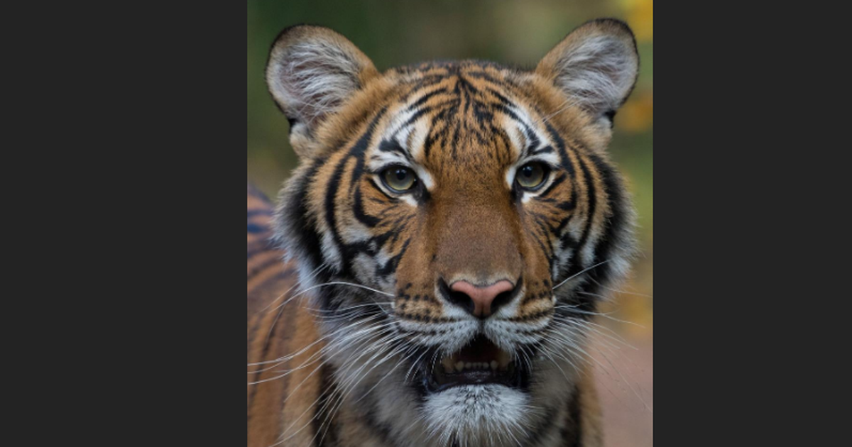 Hổ trong sở thú New York dương tính với SARS-CoV-2