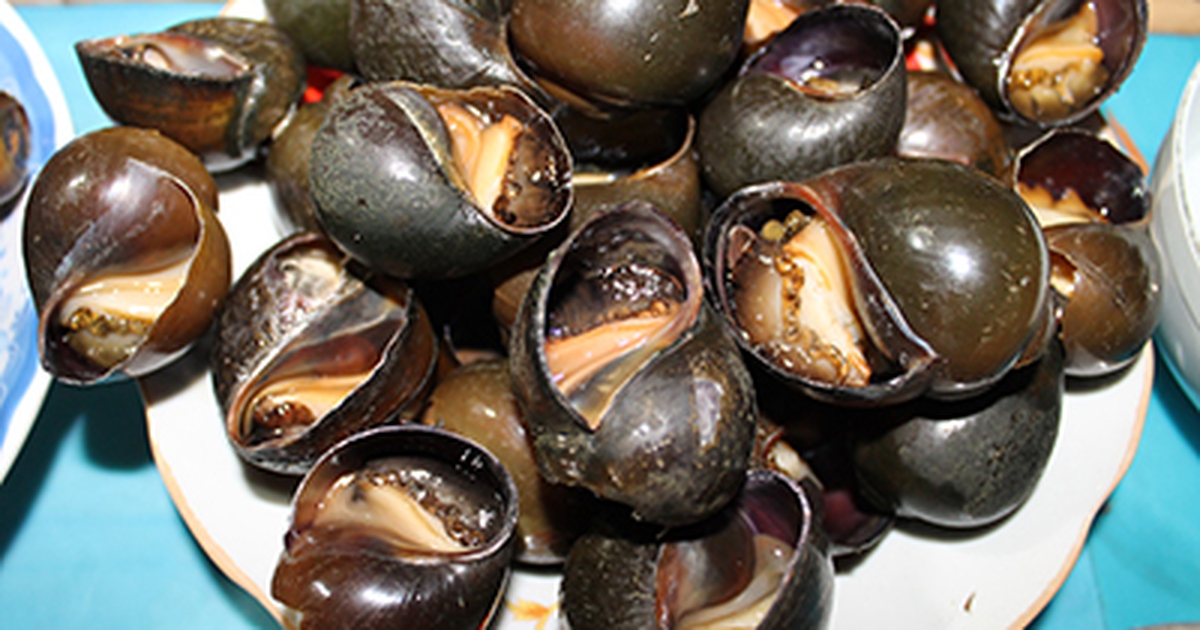 Đầu mùa mưa, tranh thủ ăn ốc bươu đồng