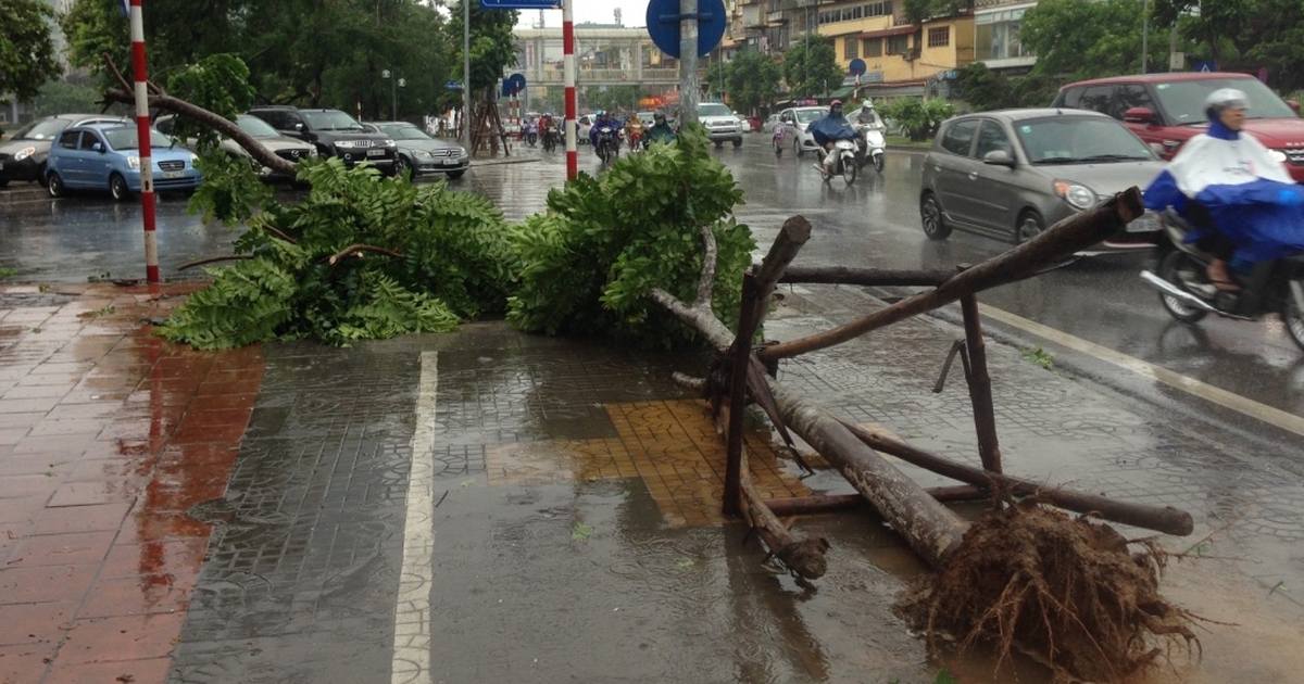 Hàng loạt cây xanh mới trồng trên đường Nguyễn Chí Thanh bị bật gốc