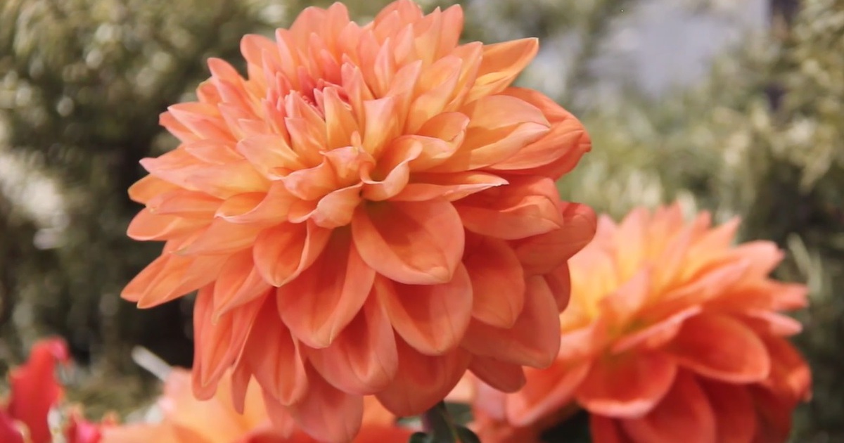 Muôn sắc hoa tết: Thược dược - sứ giả của mùa xuân