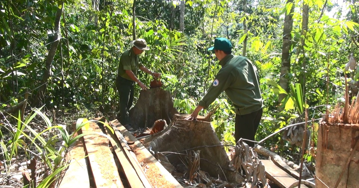 Phú Yên: Điều tra vụ lâm tặc mở đường để phá rừng giáp ranh