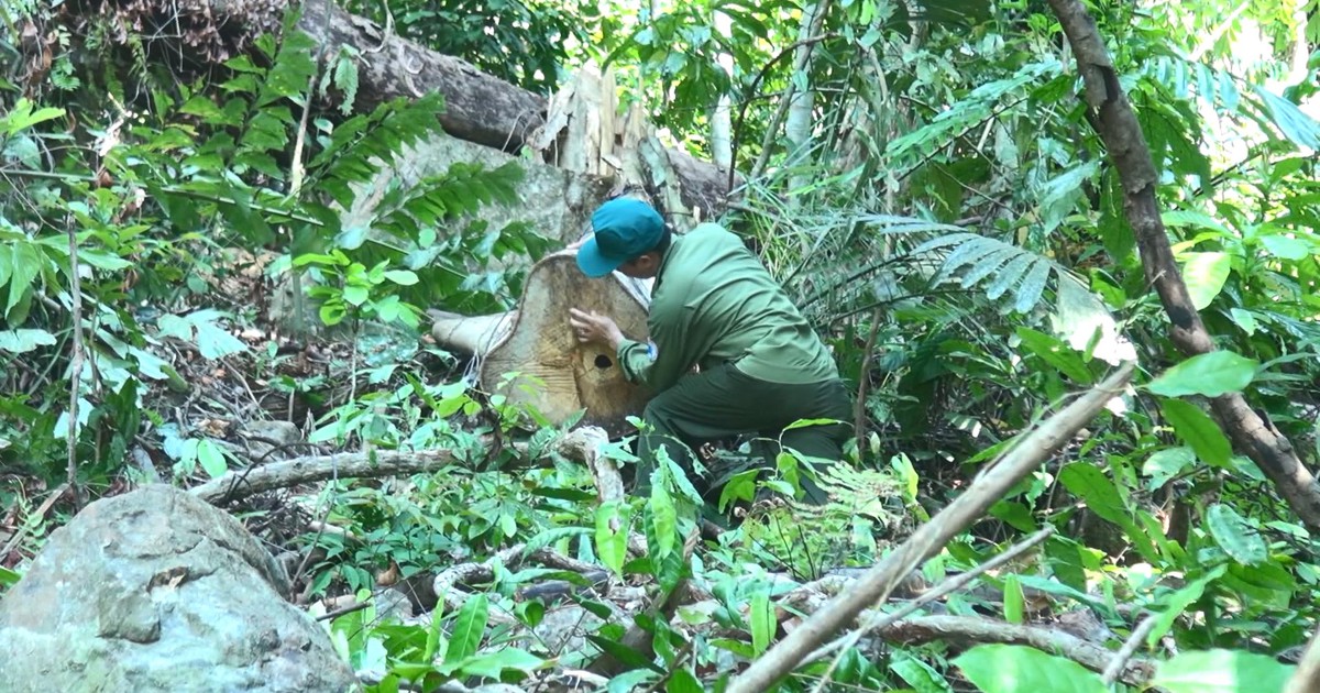 Phú Yên: Khởi tố, bắt tạm giam 2 bị can trong vụ phá rừng giáp ranh
