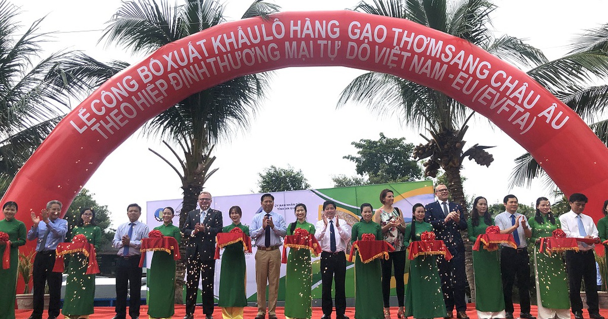 Xuất khẩu 126 tấn gạo thơm sang thị trường EU sau Hiệp định EVFTA