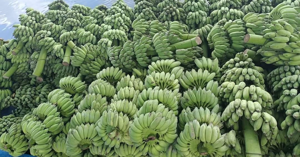 Giá chuối cuối năm tăng mạnh