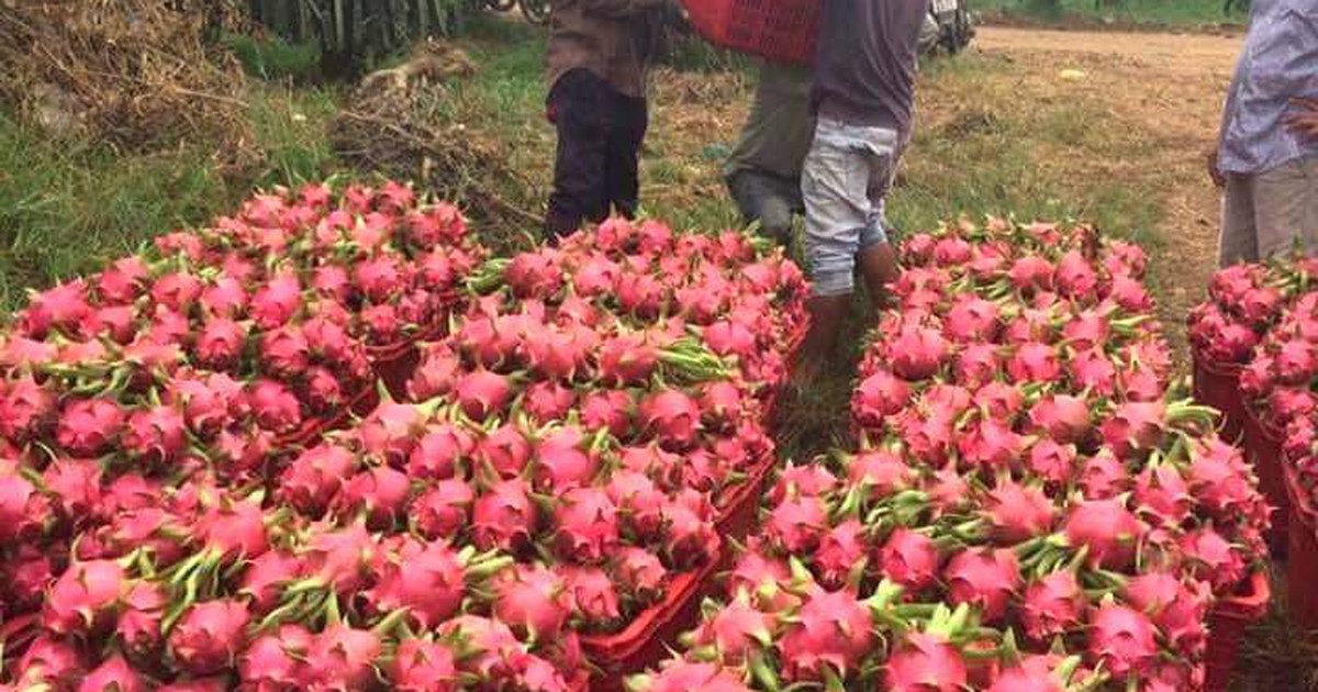 Nhà vườn vừa chặt bỏ, thanh long lại lên giá