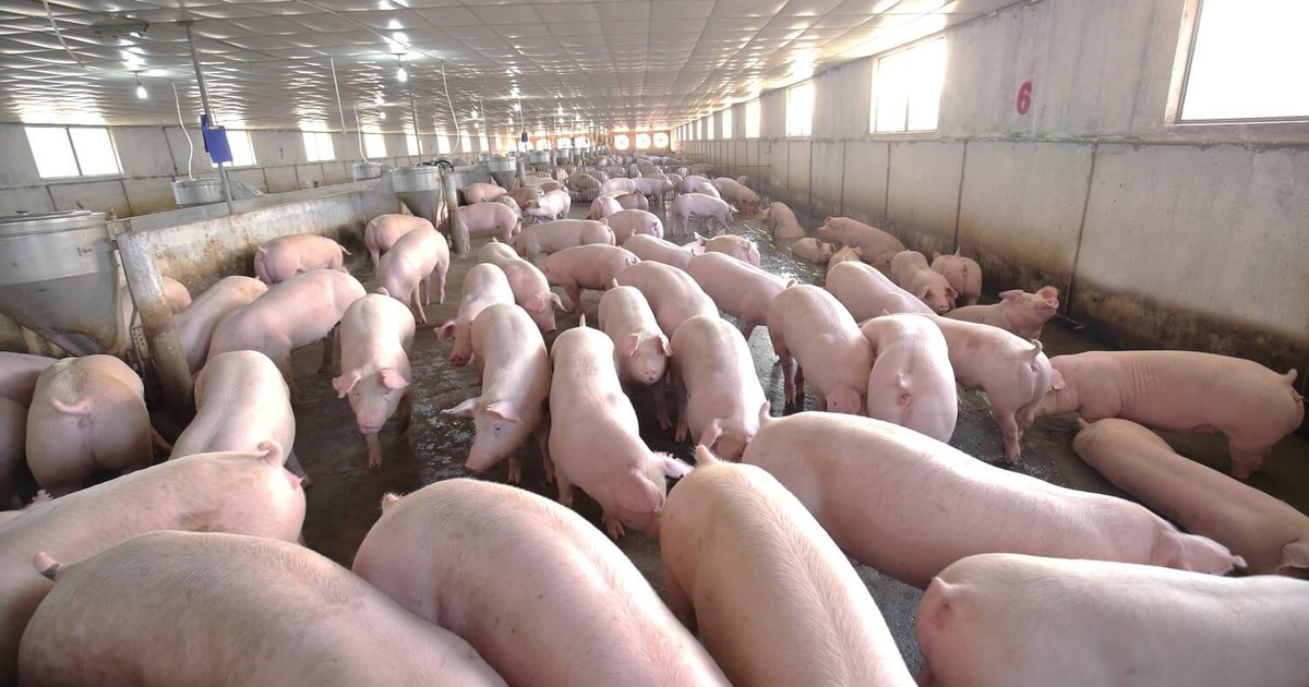 Giá heo hơi hôm nay 9.5: Khó vượt ngưỡng 60.000 đồng/kg