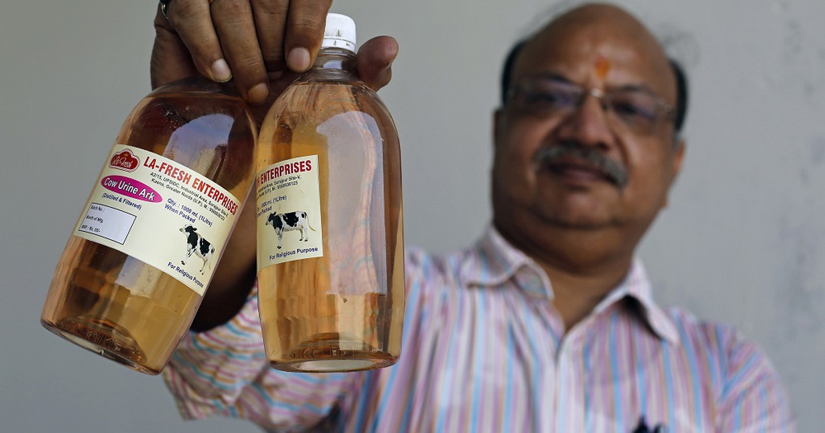 Ấn Độ: Nơi nước tiểu bò bán chạy không thua sữa