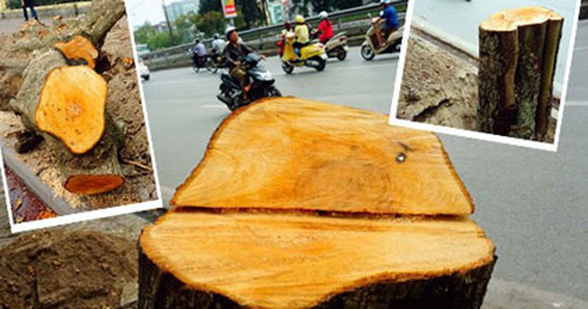 Cây xanh Hà Nội và mô hình ‘Thành phố niềm tin’