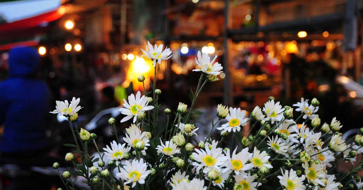 Cúc họa mi đẹp nao lòng trong gió lạnh đầu đông