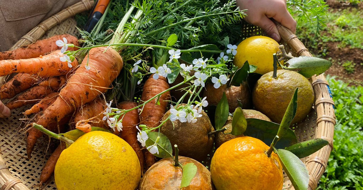 Bỏ phố về quê, nàng Mây khiến nhiều người ao ước với vườn cây trái sum suê