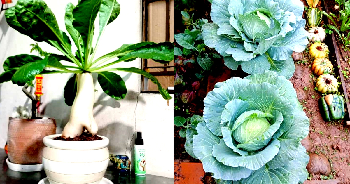 Cây chơi tết ‘không đụng hàng’: Củ cải, bắp cải mong nhiều của cải!