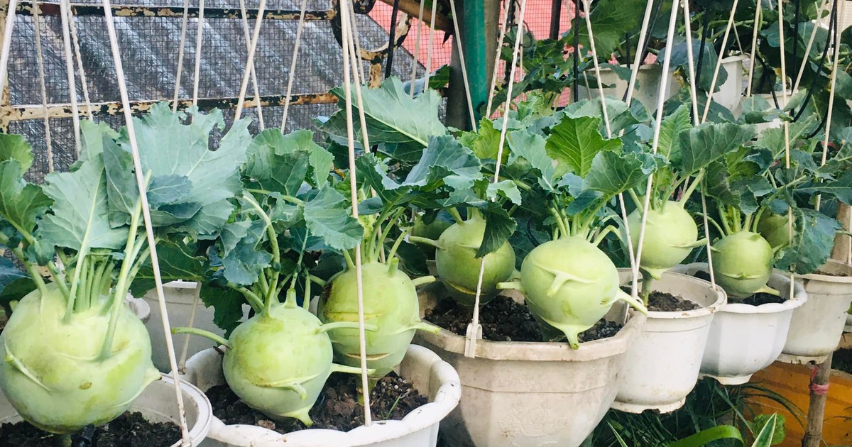 Cô giáo nghỉ hưu treo vườn su hào lên cao, thời gian sau bất ngờ