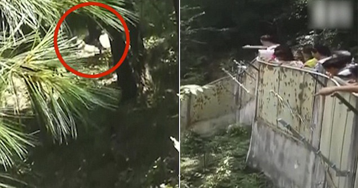 Nhóm du khách bị cấm cửa vì ném đá để bắt gấu trúc... chạy