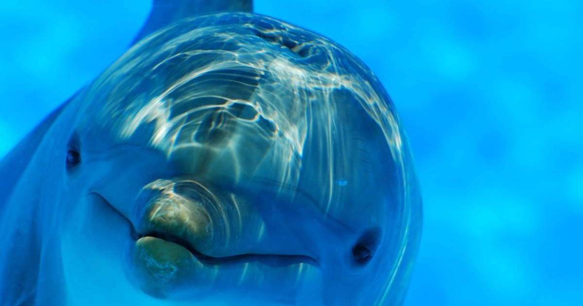 Cá heo quá tình cảm, bãi biển Pháp phải đóng cửa