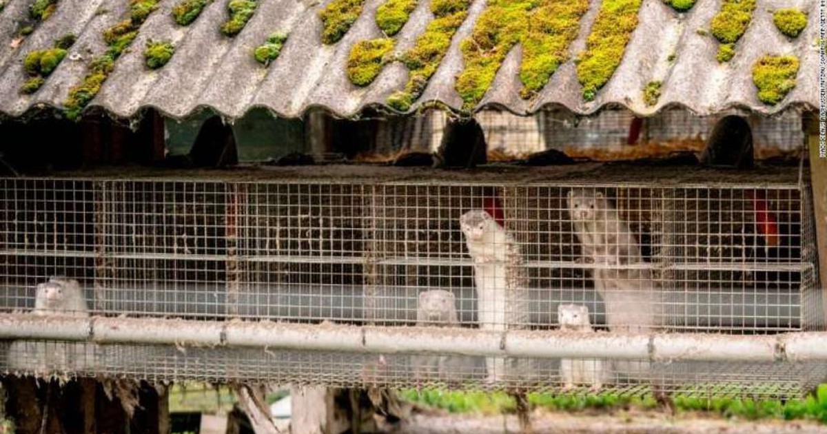 Đan Mạch quyết định tiêu hủy hơn 1 triệu con chồn vì mắc Covid-19